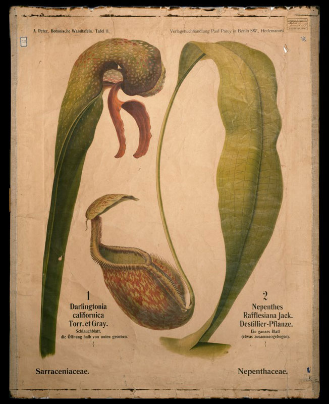 Tafel 11 Sarraceniaceae-Nephentaceae